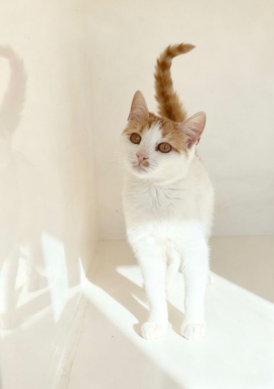 IRIS - Chat à adopter - photo 6