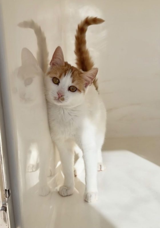 IRIS - Chat à adopter - photo 7