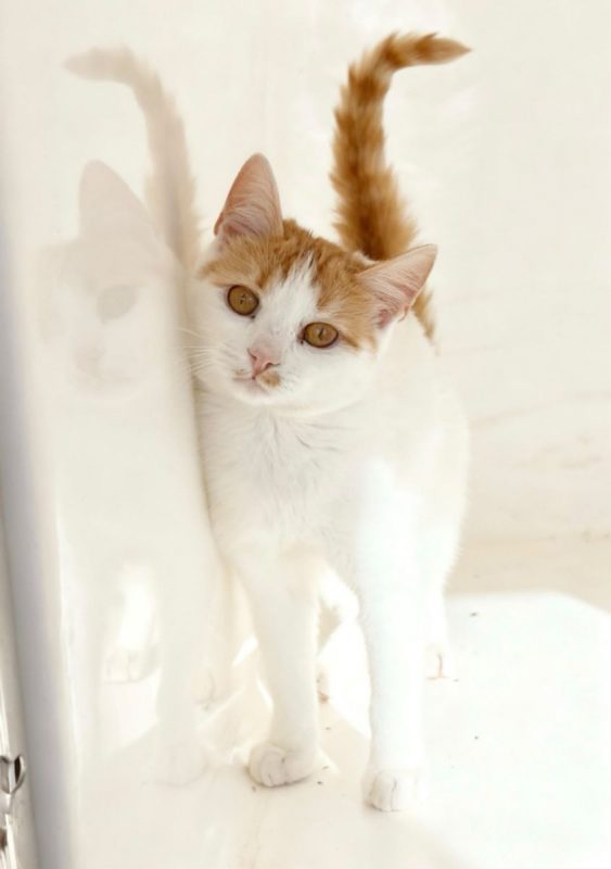 IRIS - Chat à adopter - photo 5