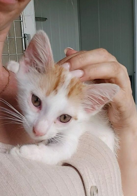 IRIS - Chat à adopter - photo 2