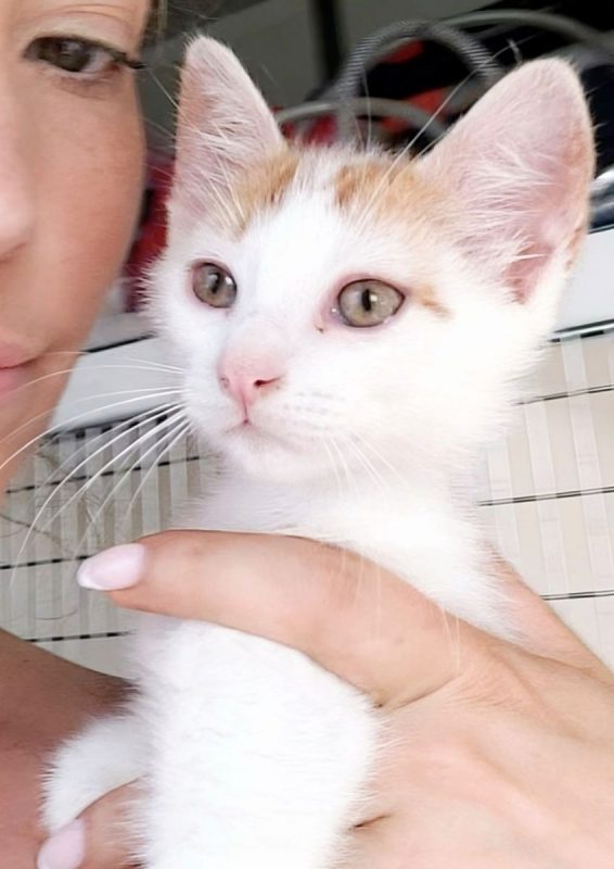 IRIS - Chat à adopter