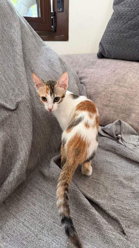 ROSA - Chat à adopter - photo 3