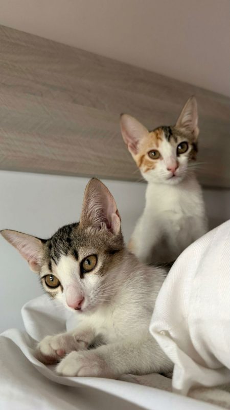 ROSA - Chat à adopter - photo 4