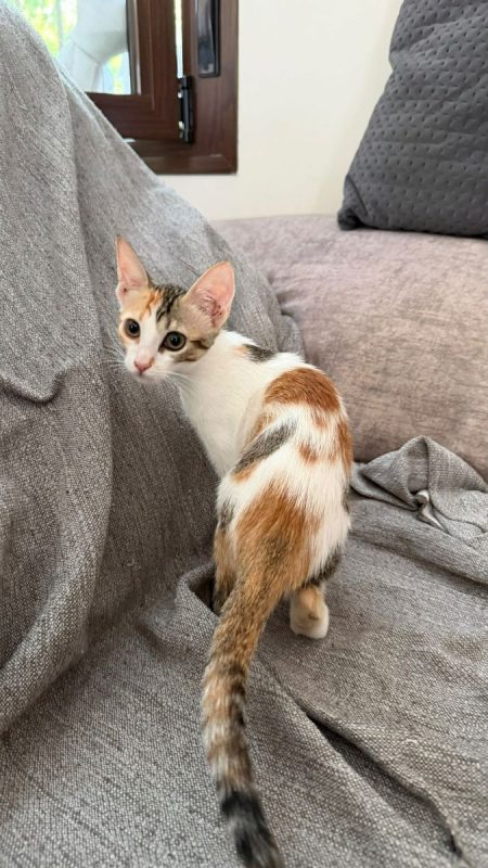 ROSA - Chat à adopter - photo 2