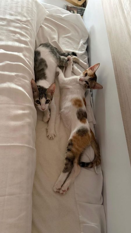 ROSA - Chat à adopter