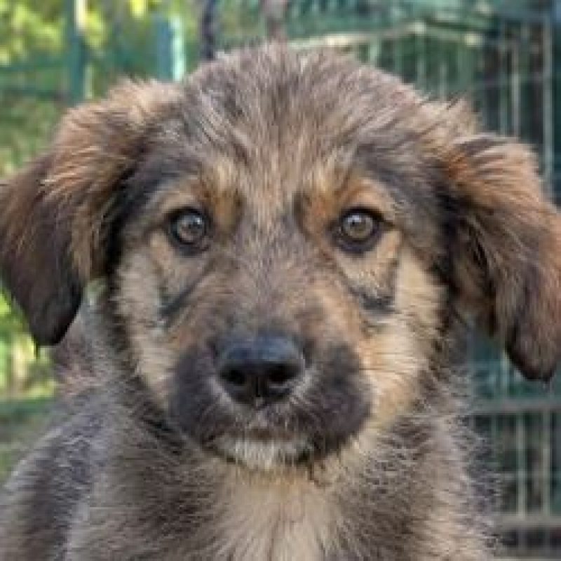 Fluffa - Chien à adopter