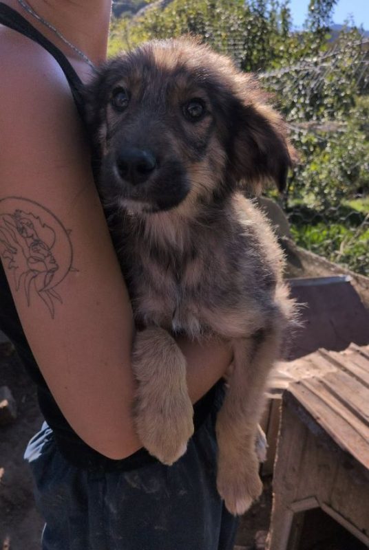 Fluffa - Chien à adopter - photo 3