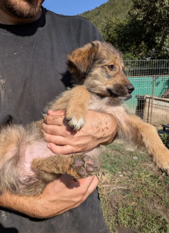 Fluffa - Chien à adopter - photo 2