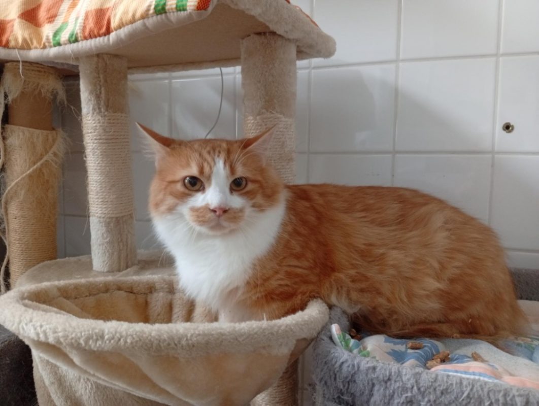 Yorick - Chat à adopter