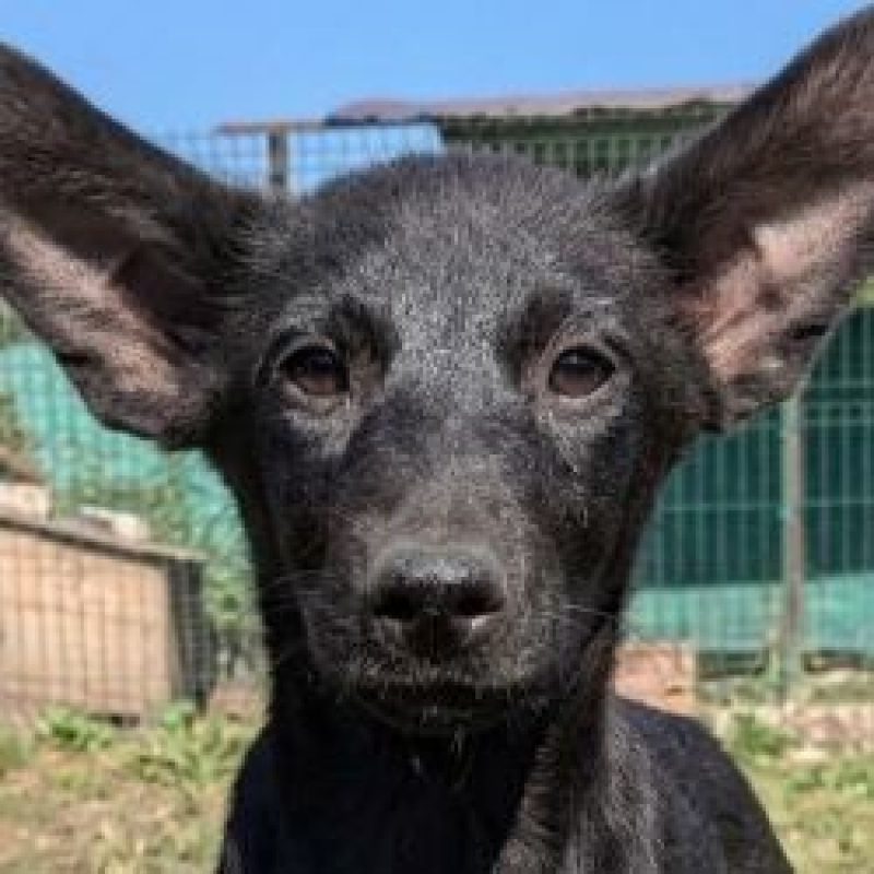 Harley - Chien à adopter - photo 2