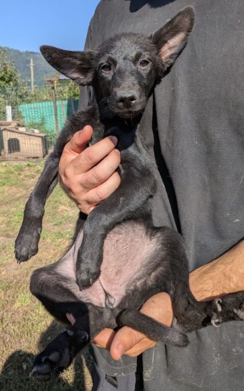 Harley - Chien à adopter - photo 3