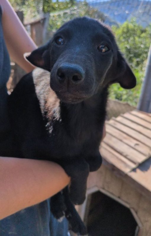Harley - Chien à adopter