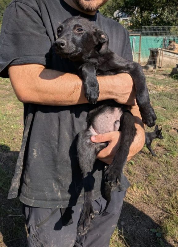 Robin - Chien à adopter - photo 2