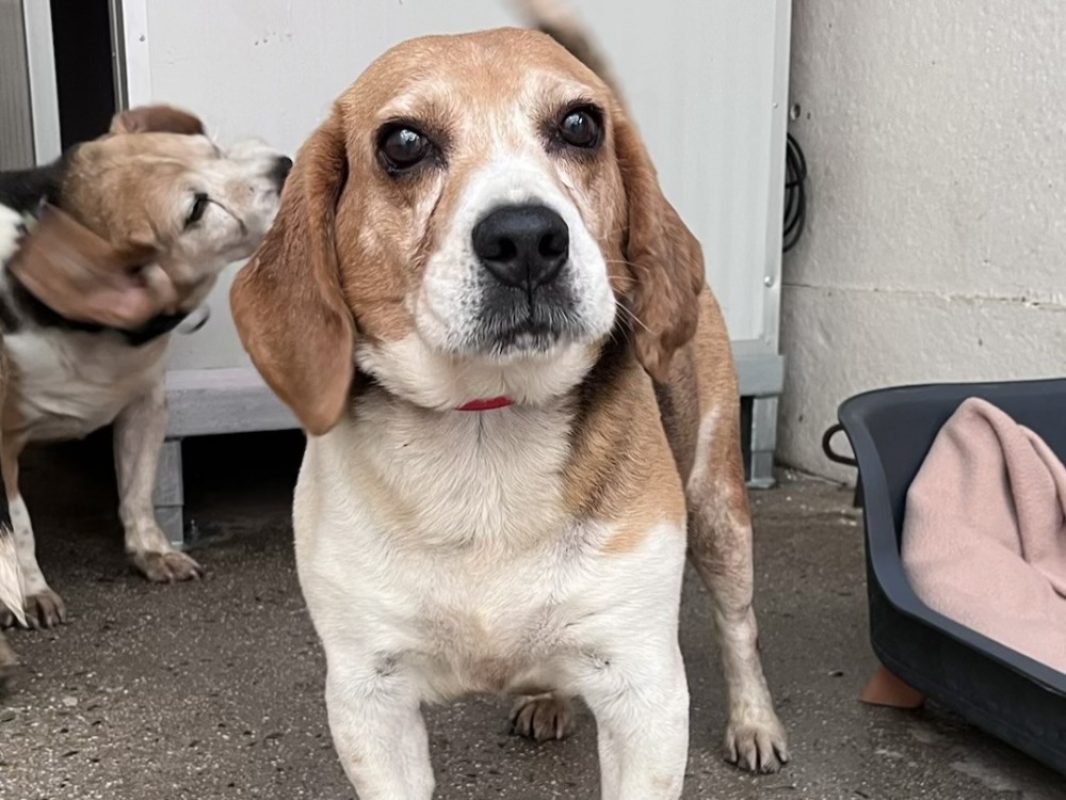 Marron - Chien Beagle à adopter