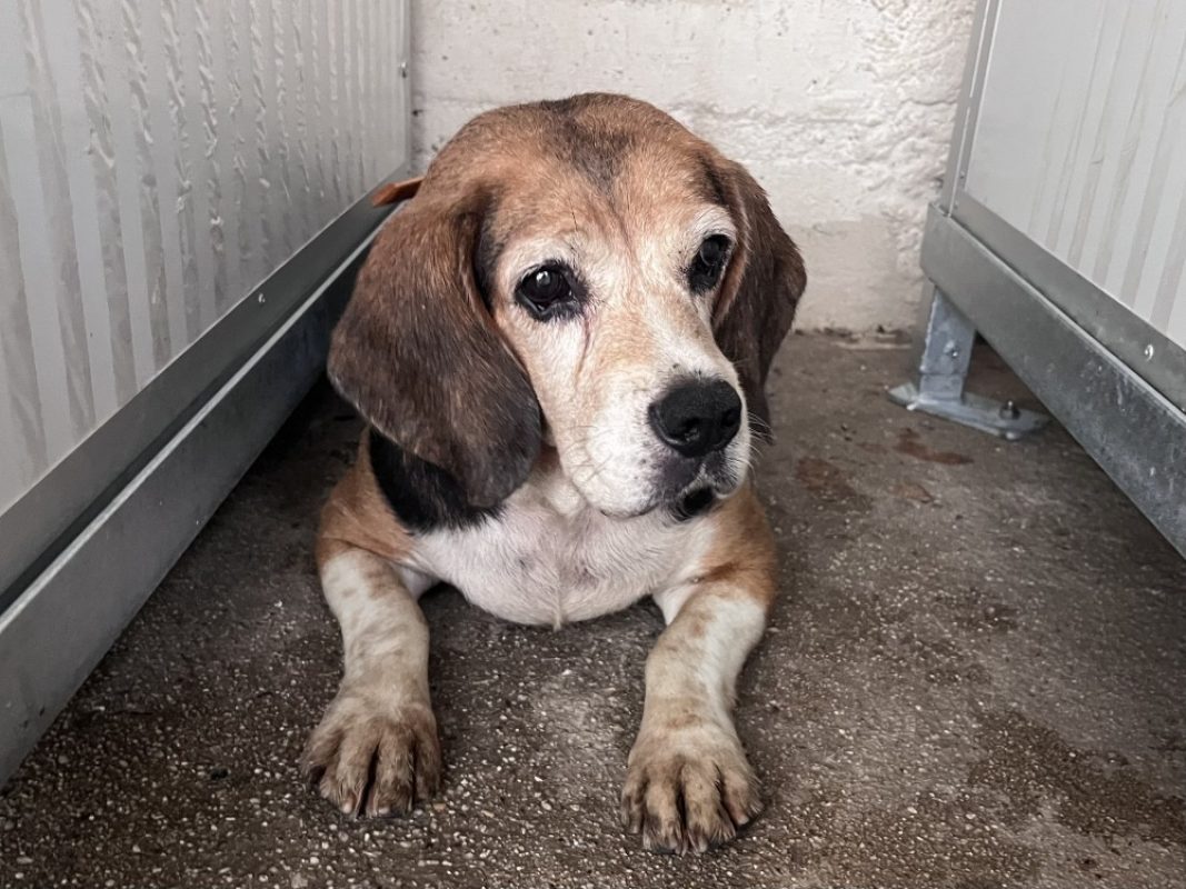 Ortie - Chien Beagle à adopter