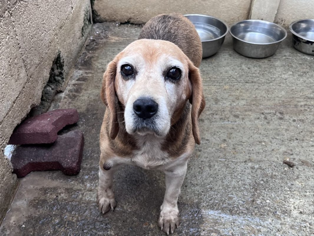Jonquille - Chien Beagle à adopter