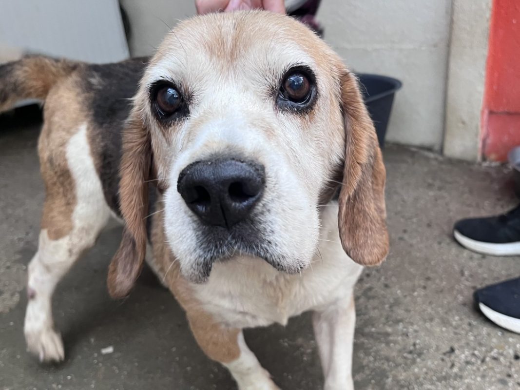 Medoc - Chien Beagle à adopter