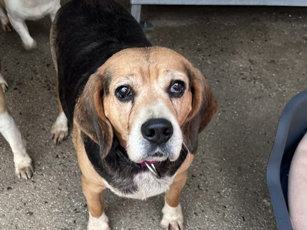 Orchidee - Chien Beagle à adopter