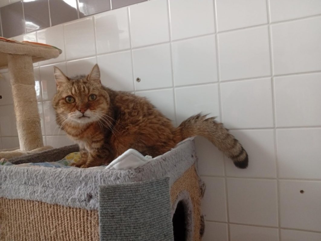 Amal - Chat à adopter