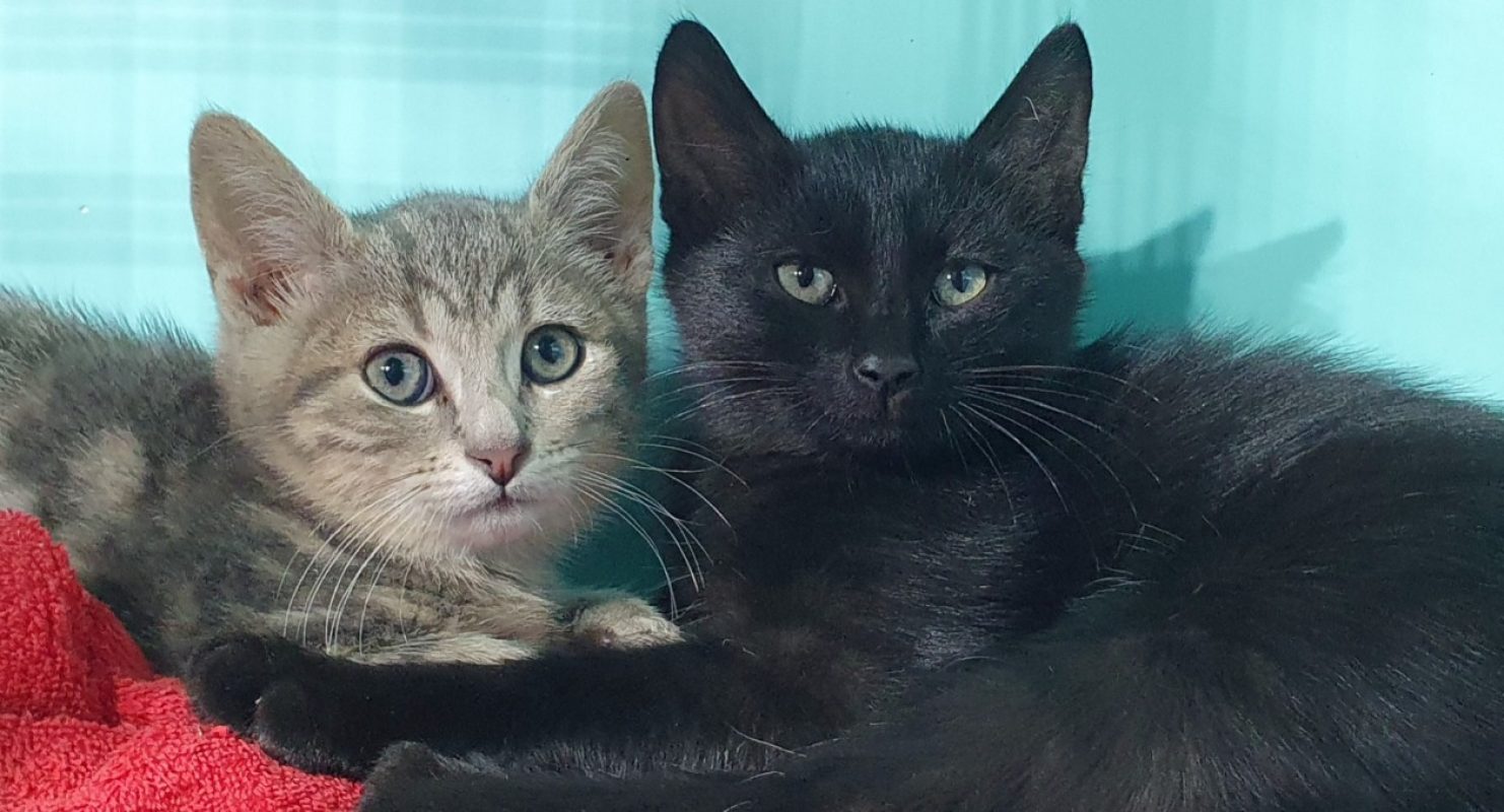 Kimi - Chat Européen à adopter