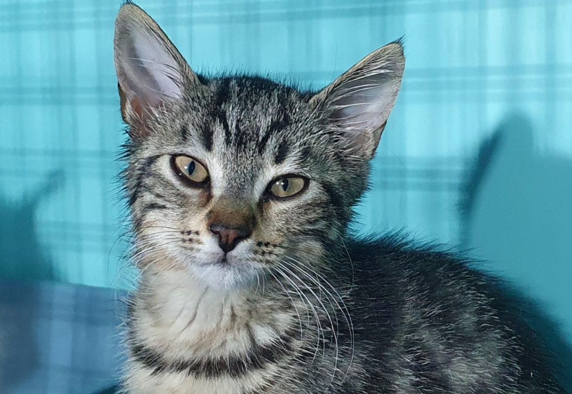 Hyacinthe - Chat Européen à adopter