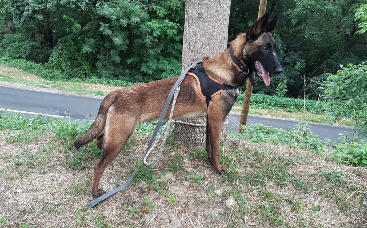 Robin - Chien Berger Belge Malinois à adopter