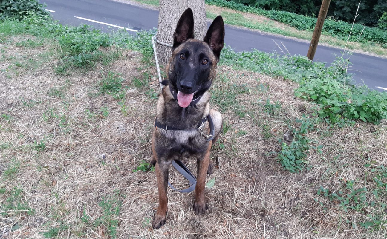 Robin - Chien Berger Belge Malinois à adopter - photo 2