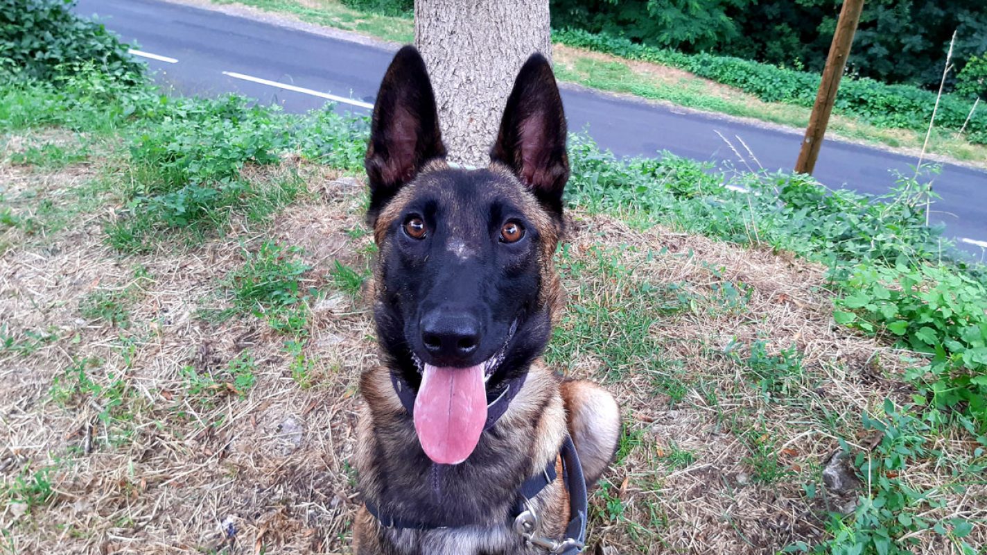 Robin - Chien Berger Belge Malinois à adopter - photo 3