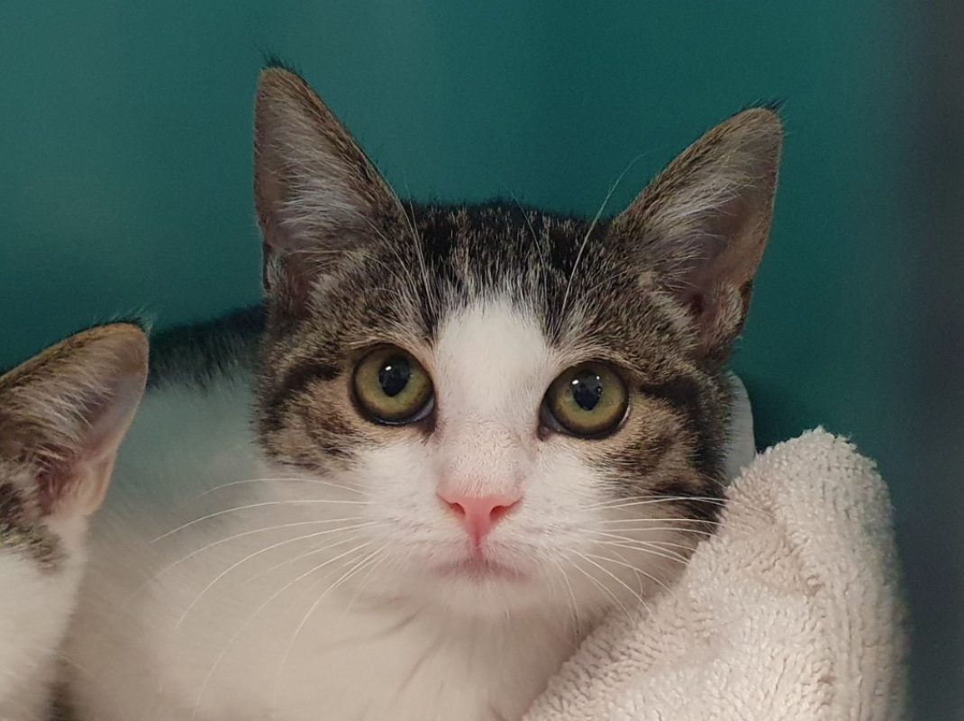 Raie - Chat Européen à adopter