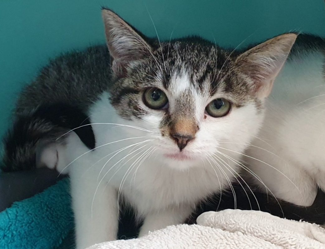 Orphie - Chat Européen à adopter