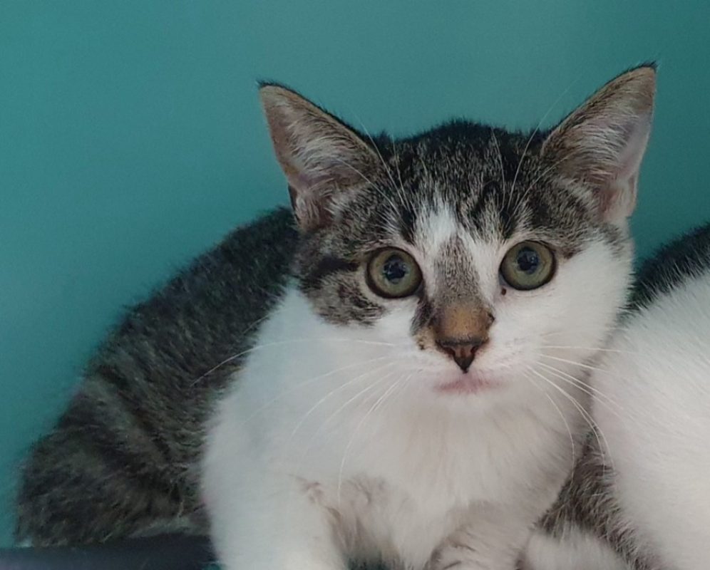 Orphie - Chat Européen à adopter - photo 2