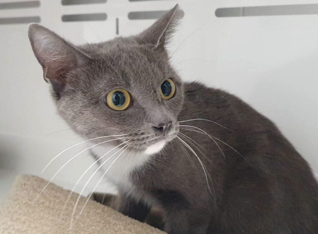 Bukit - Chat Européen à adopter