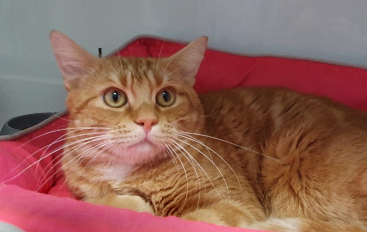 Filao - Chat Européen à adopter