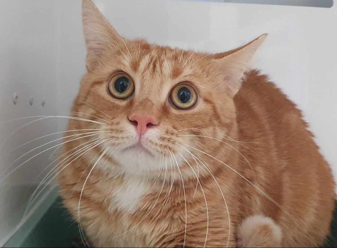 Filao - Chat Européen à adopter - photo 2