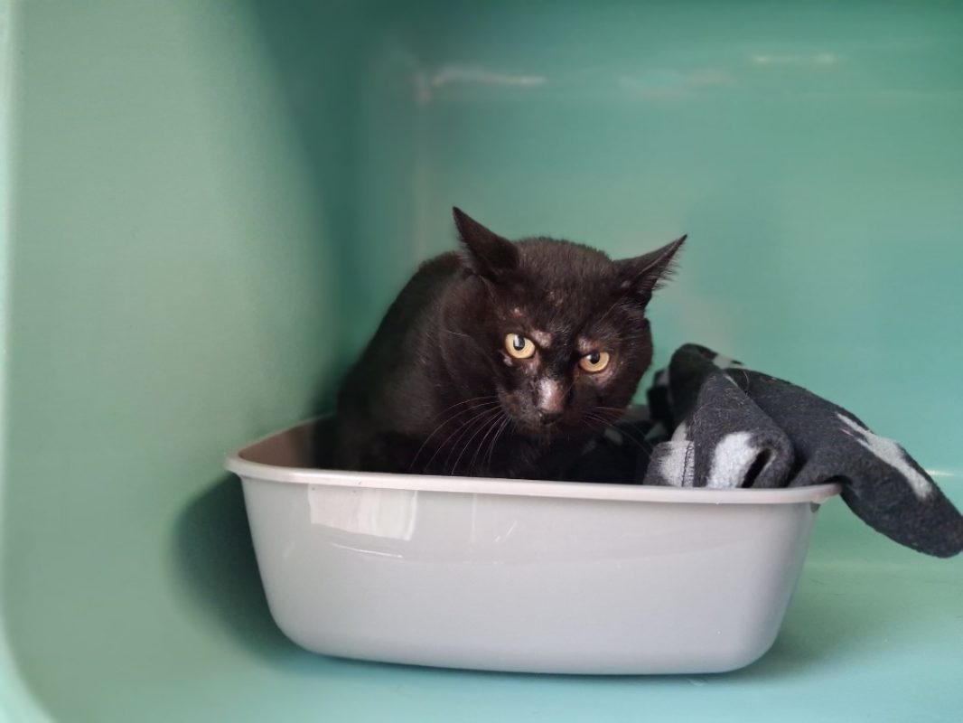 Gangster - Chat Européen à adopter