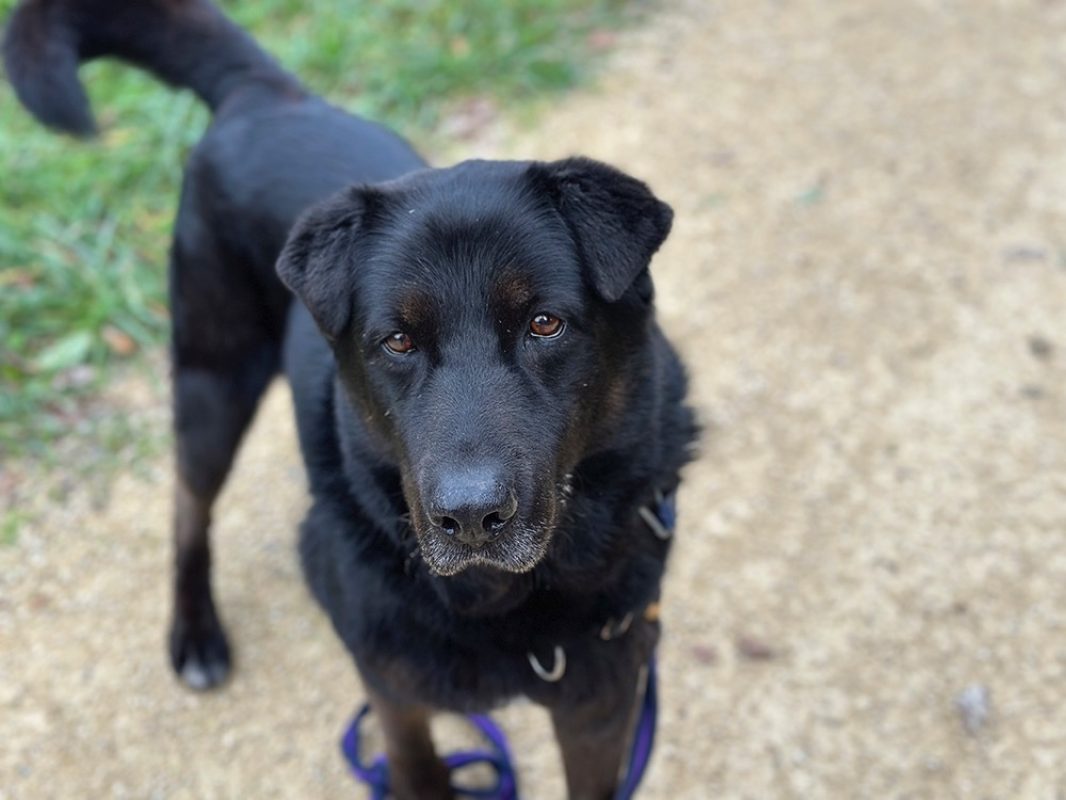 Jeff - Chien à adopter
