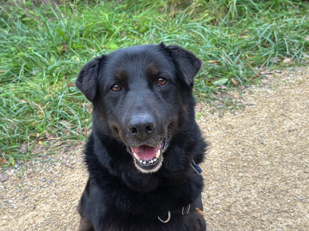 Jeff - Chien à adopter - photo 2