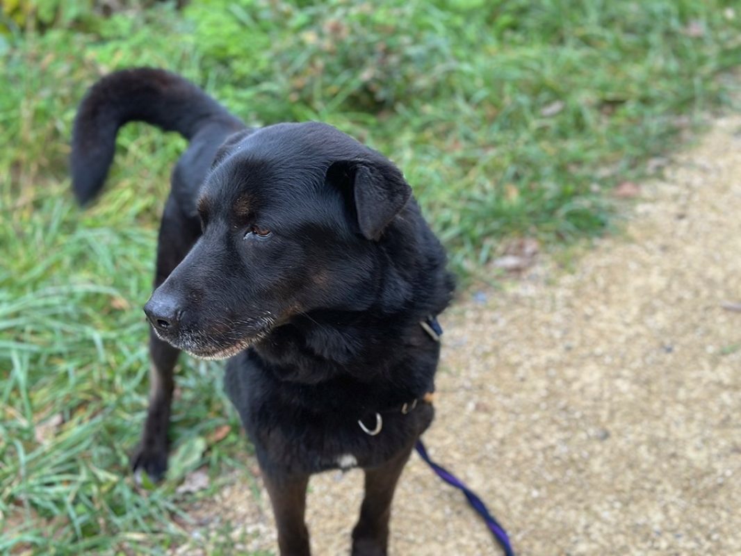 Jeff - Chien à adopter - photo 3