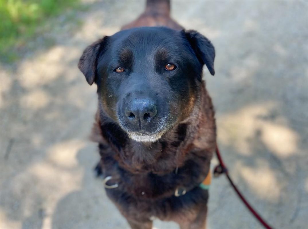 Jeff - Chien à adopter - photo 4