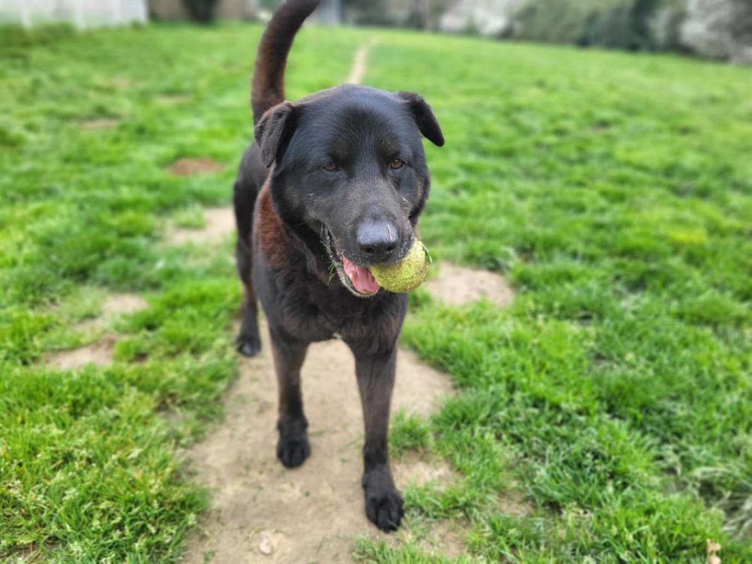 Jeff - Chien à adopter - photo 5
