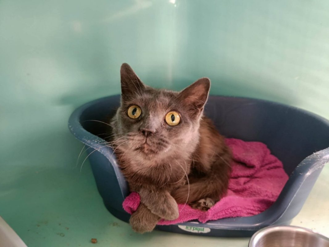 Audi - Chat Européen à adopter