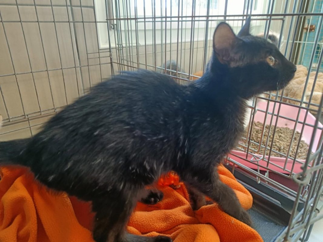 Honda - Chat Européen à adopter