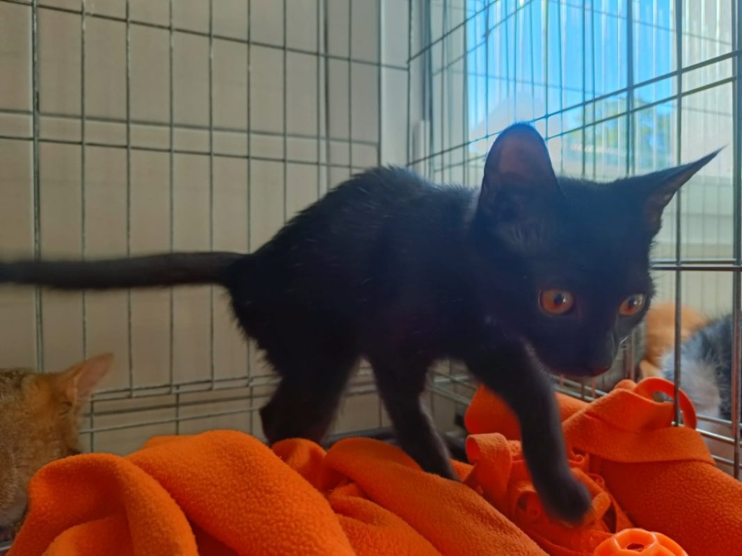 Honda - Chat Européen à adopter - photo 2