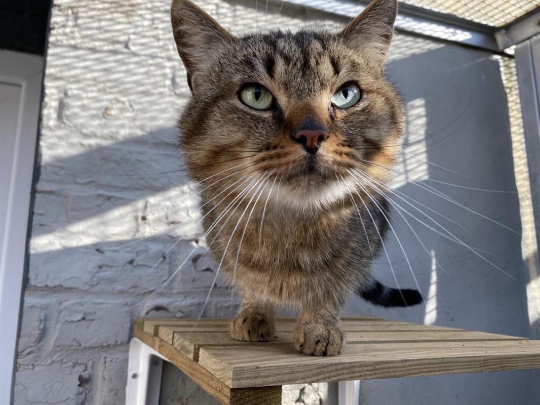 Calimero - Chat Européen à adopter