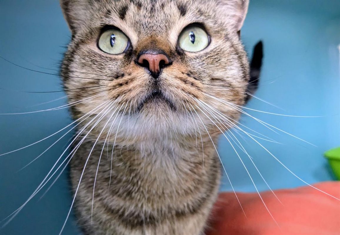 Calimero - Chat Européen à adopter - photo 2
