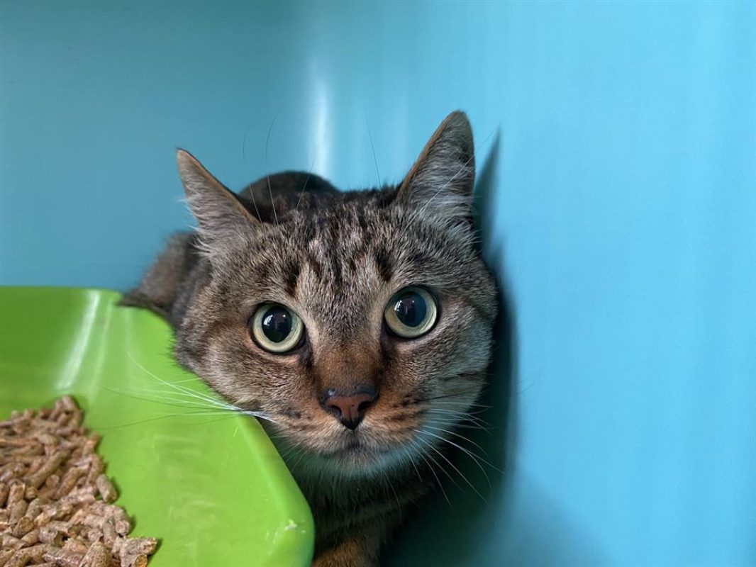 Calimero - Chat Européen à adopter - photo 3