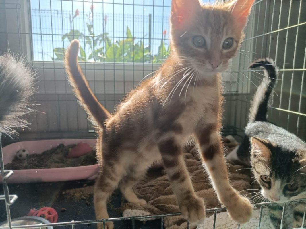Renault - Chat Européen à adopter