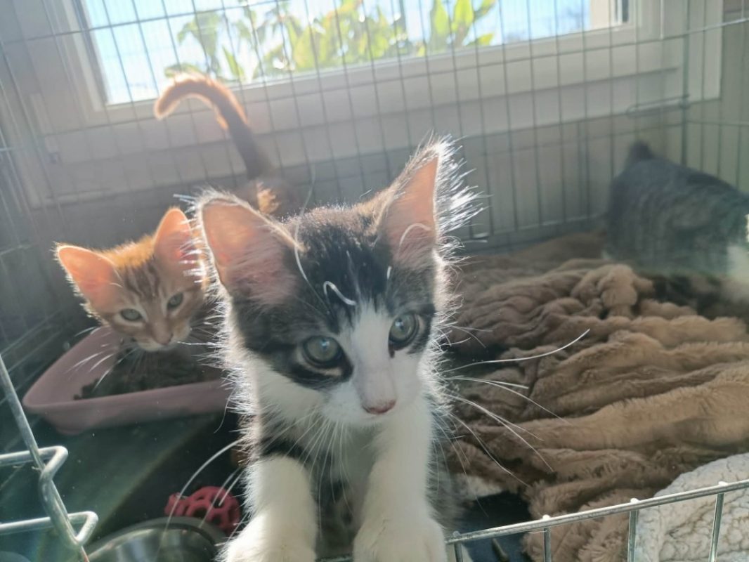 Volvo - Chat Européen à adopter
