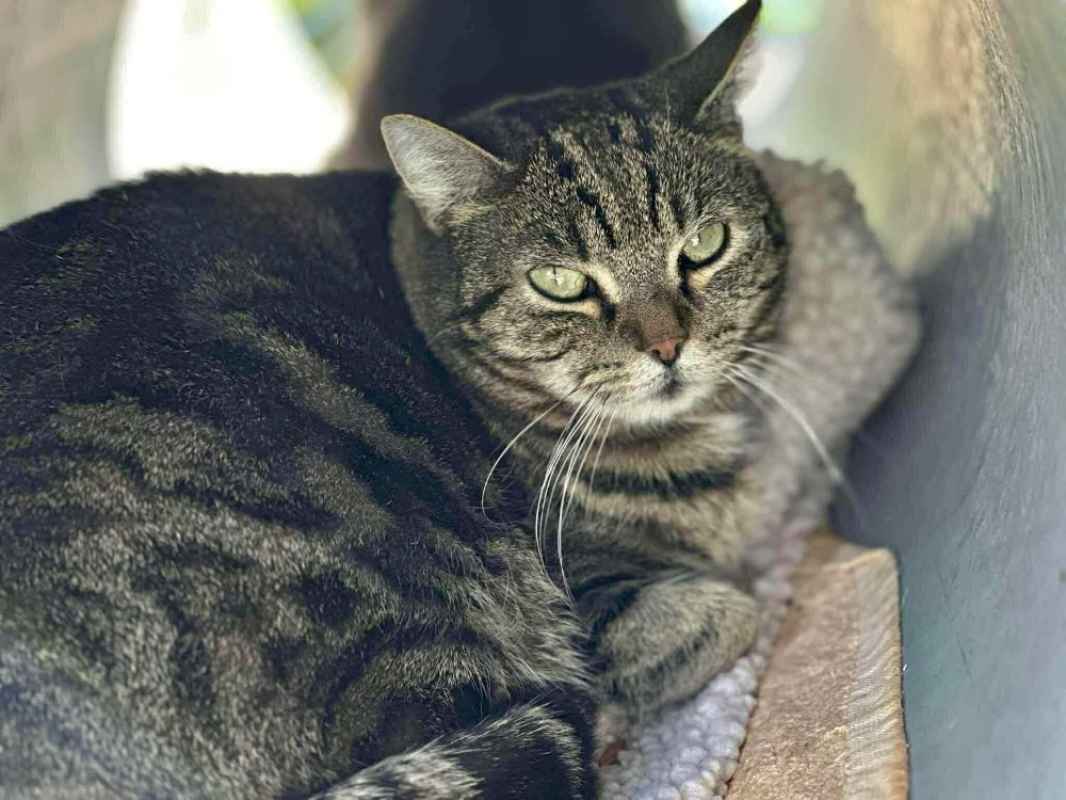 Pepsy - Chat Européen à adopter - photo 2