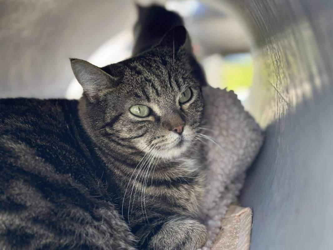 Pepsy - Chat Européen à adopter - photo 3